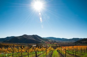 Pence Ranch & Winery - Santa Barbara wine country