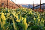 Pence Ranch & Winery, handcrafted wines: sweet pea cover crop