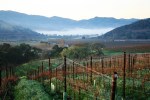 Grafting in Pence Ranch Vineyard: Gamay & Chardonnay