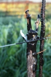 Pence Ranch & Winery, handcrafted wines: grafting vines to gamay