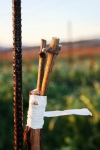 Pence Ranch & Winery, handcrafted wines: grafting vines to gamay