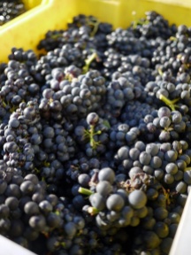 Harvest 2014: Pence Ranch & Winery in Santa Barbara wine country